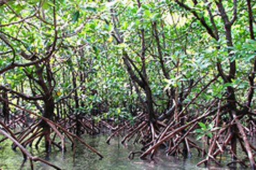 Mangroves
