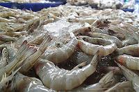 A pile of raw prawns with ice