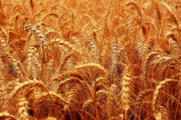 wheat 370x247
