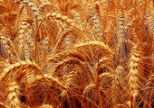 Close up of wheat