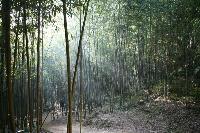 800px-Korea-Damyang-Juknogwon-Bamboo_Garden-06