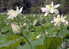 Lotus flowers