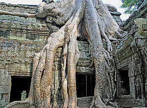 A Cambodian temple in Siem Reap, being overcome with large tree roots