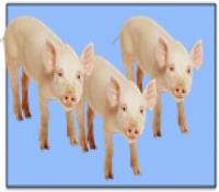 Foundation_Year_Numb_and_Count_Act1_sheet6-3