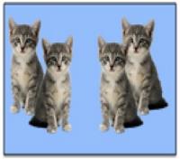 Foundation_Year_Numb_and_Count_Act1_sheet6-4