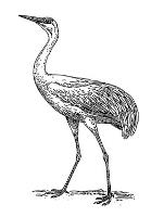 crane