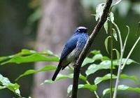 Indigo Flycatcher_