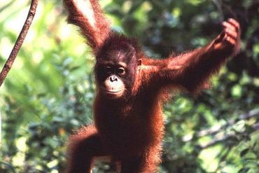 orangutan 370x247