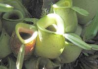 Pitcher_Plant