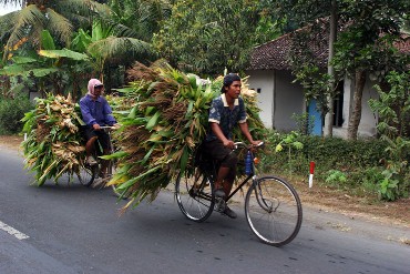 Indonesian farmers
