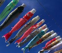 carp streamer attached to a line